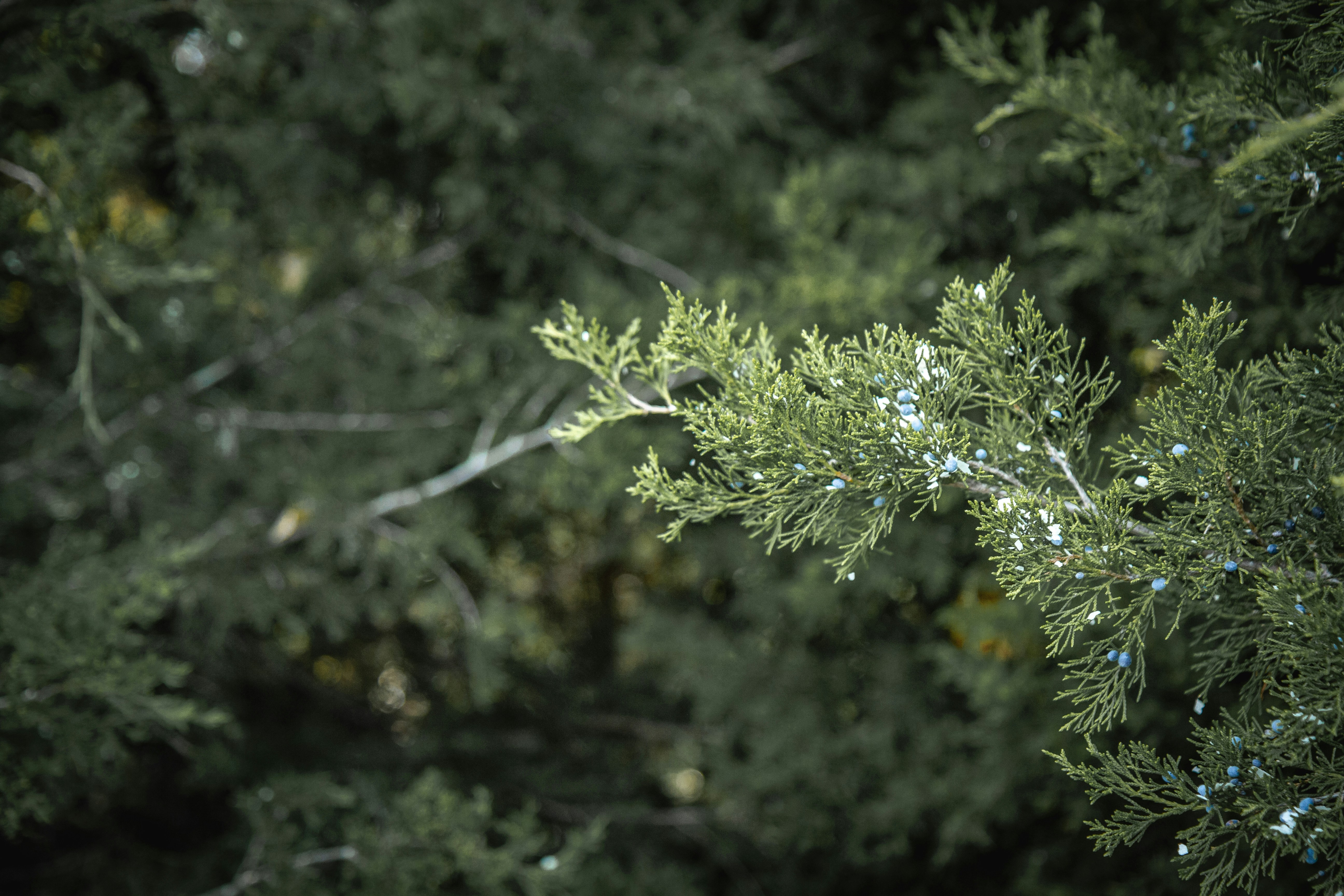 a close up of a tree branch with a blurry background