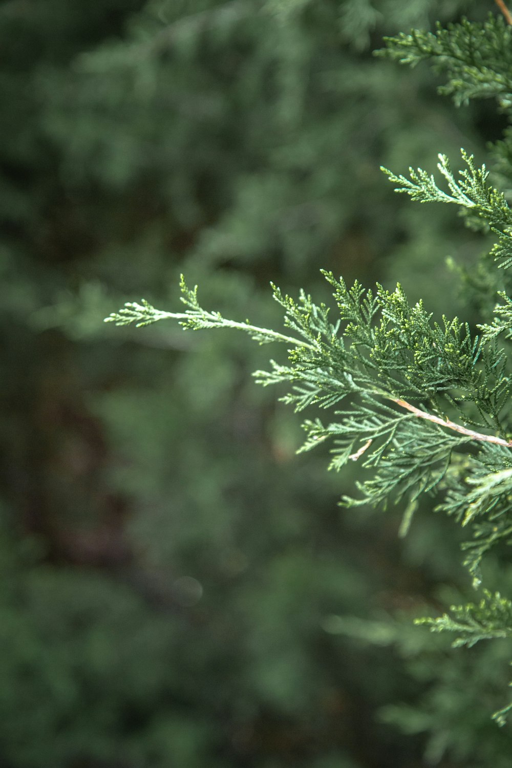 a close up of a pine tree branch