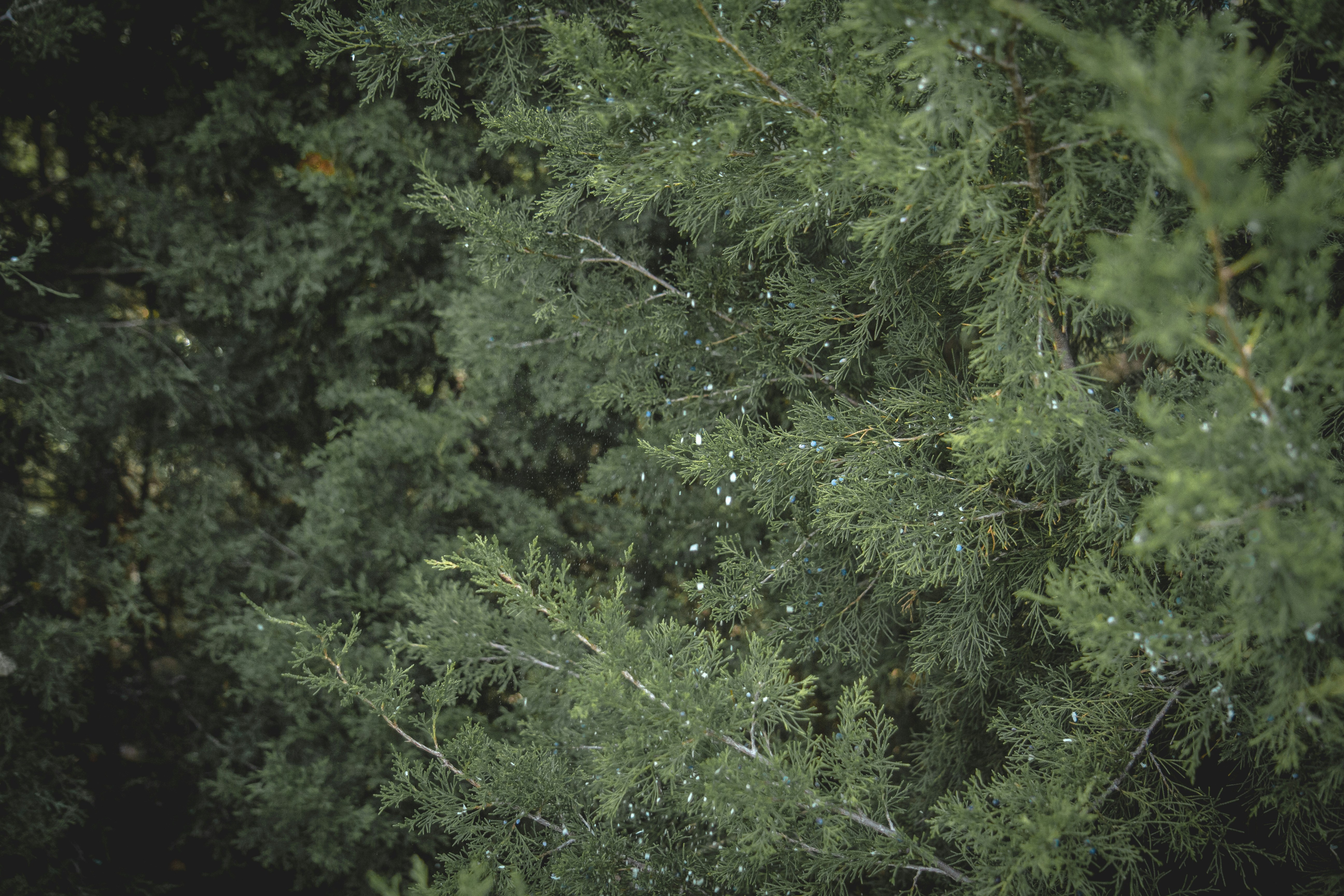 a group of trees that are next to each other