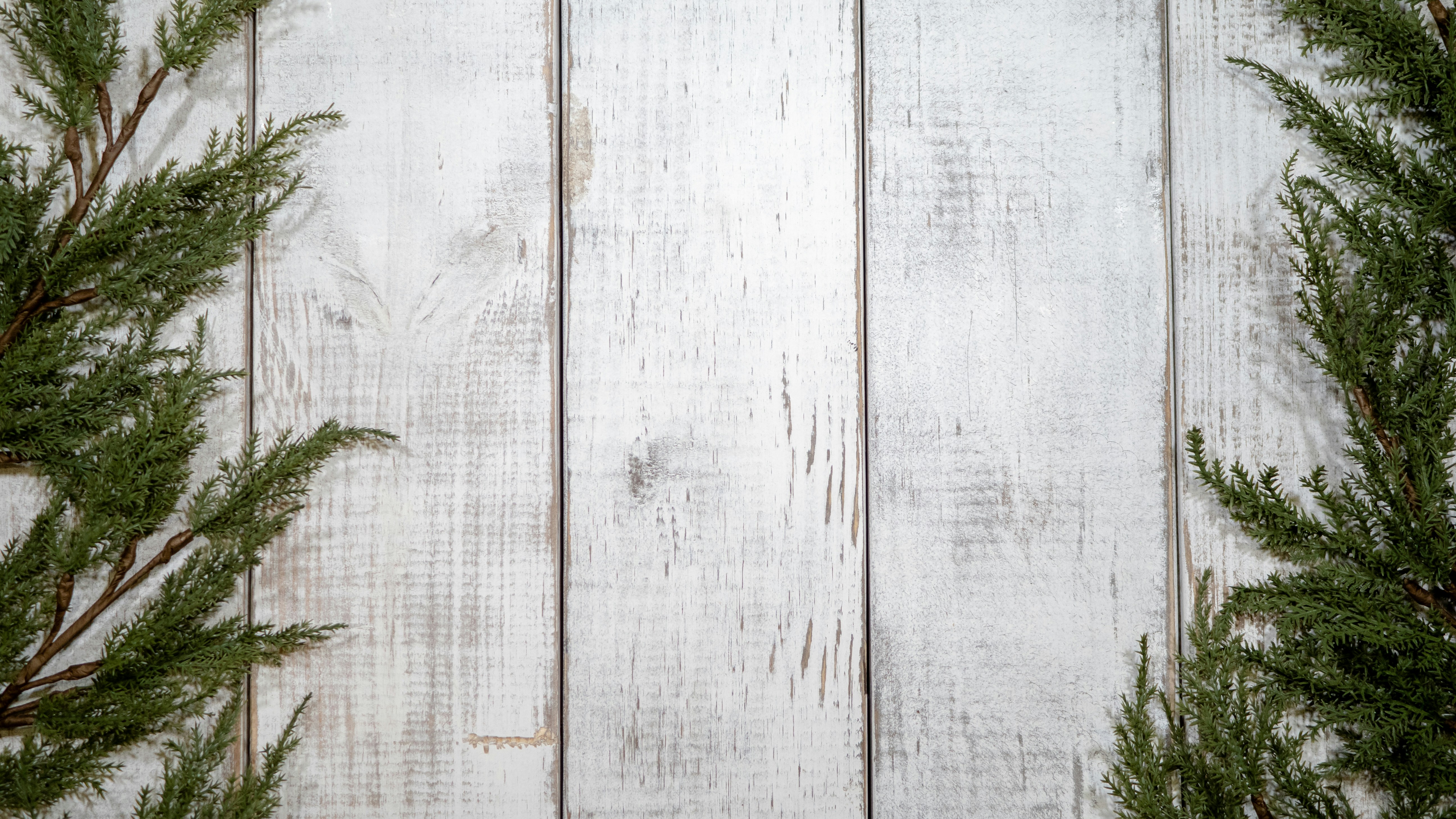 a close up of a pine branch on a white wooden background