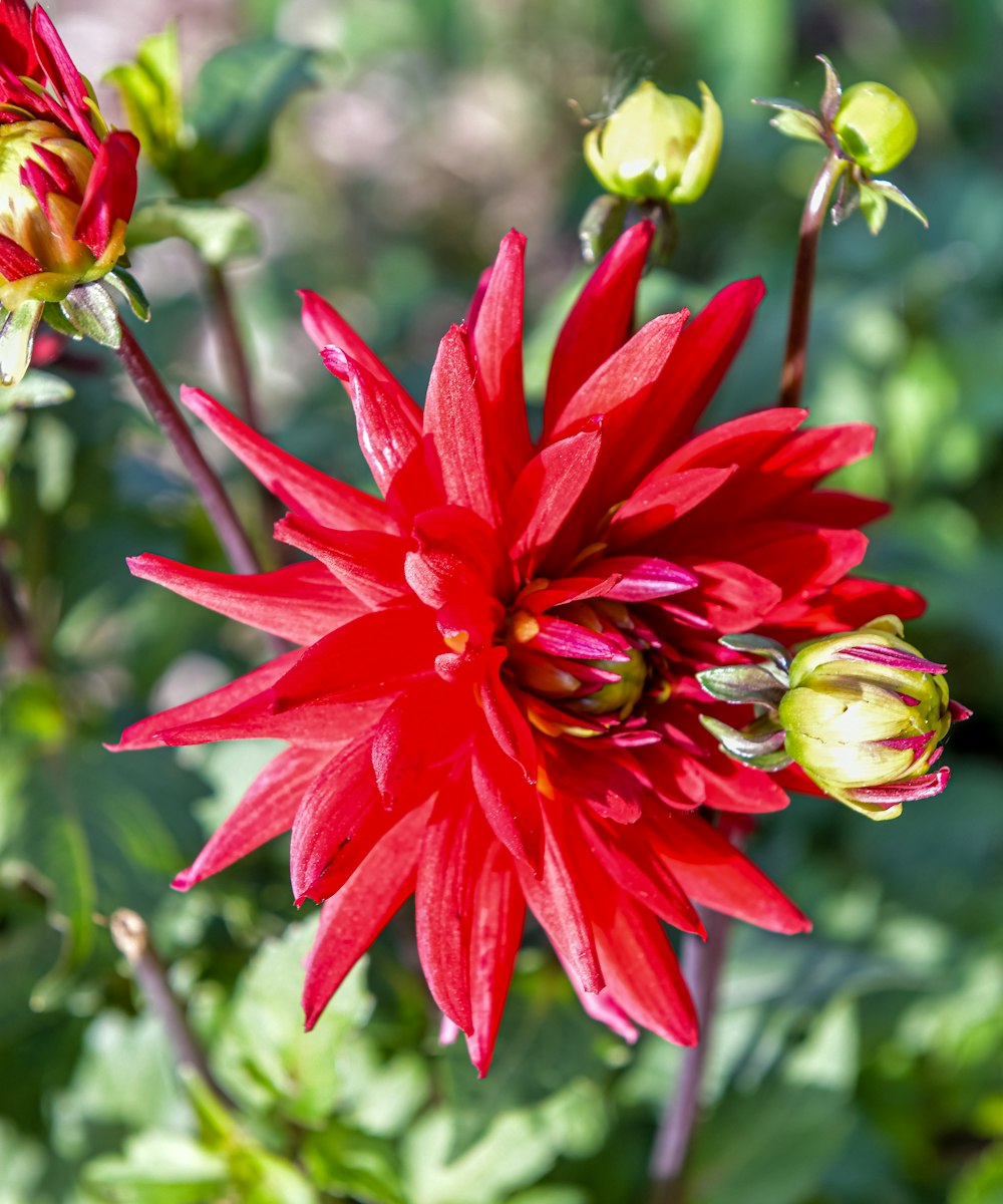 a close up of a red flower in a field
