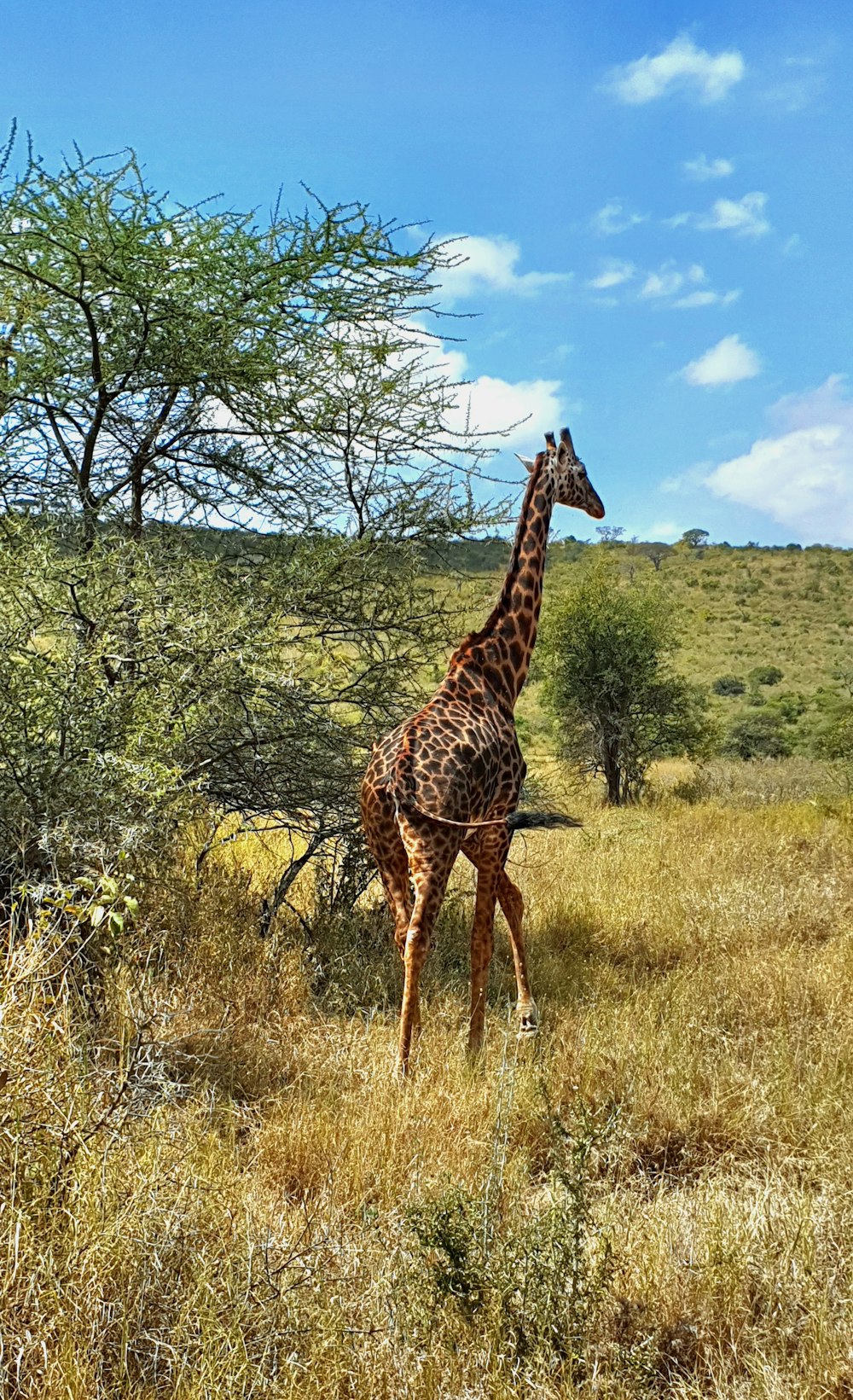 a giraffe is walking through a grassy field