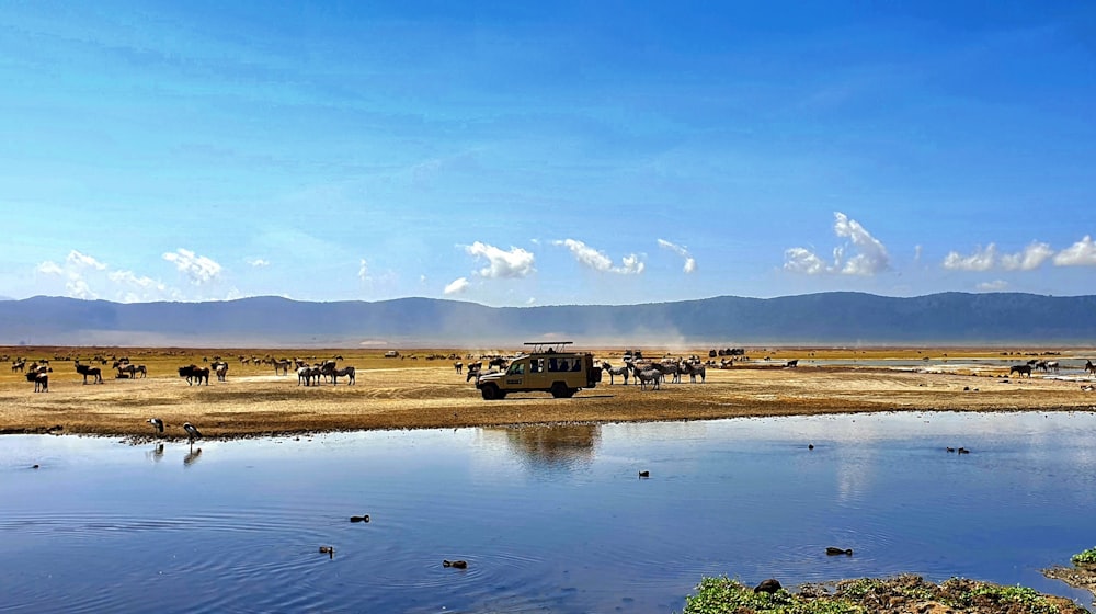 a herd of wild animals standing on top of a dry grass field