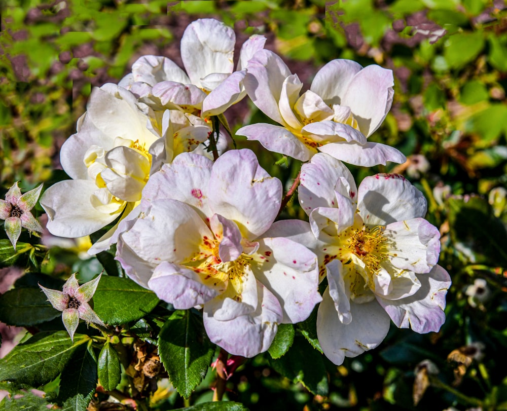 a group of white flowers sitting on top of a lush green field