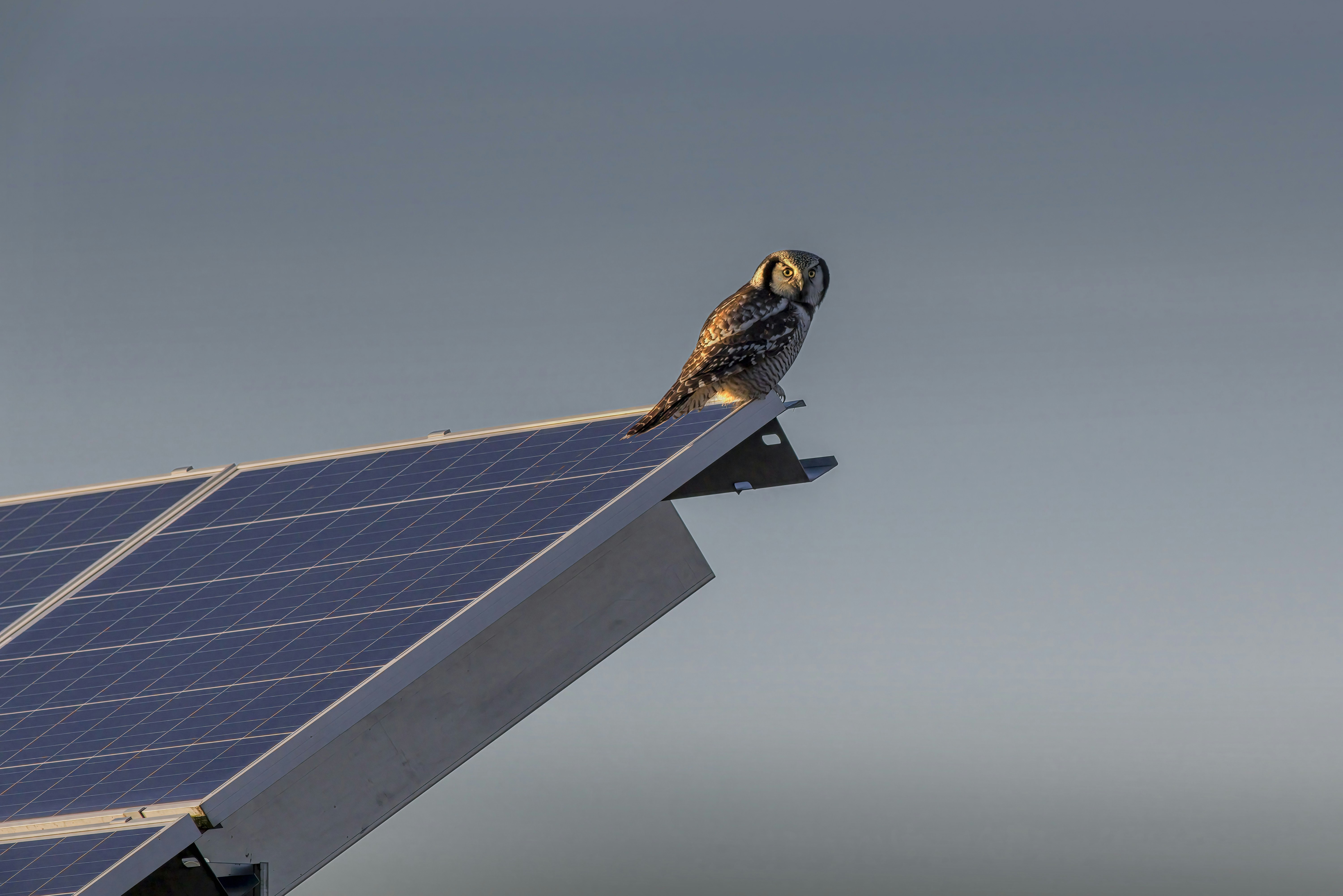 Solar panels in a modern outdoor setting