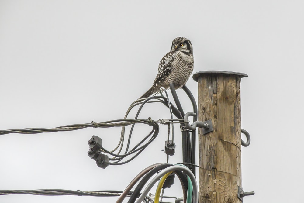 an owl sitting on top of a power pole