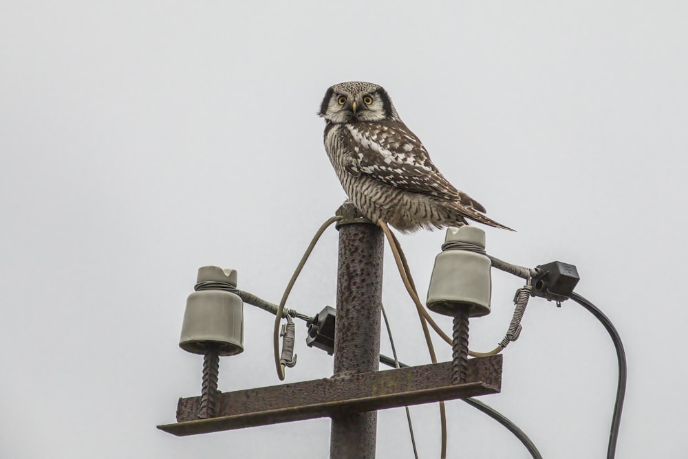 an owl sitting on top of a power pole