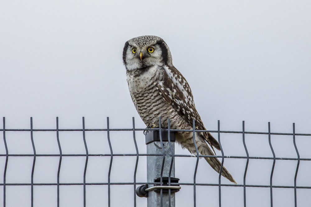 an owl is perched on a fence post