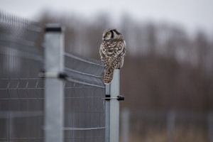 Night Owl Postcard