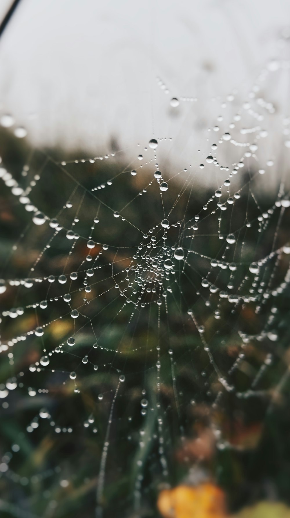 a spider web with water droplets on it