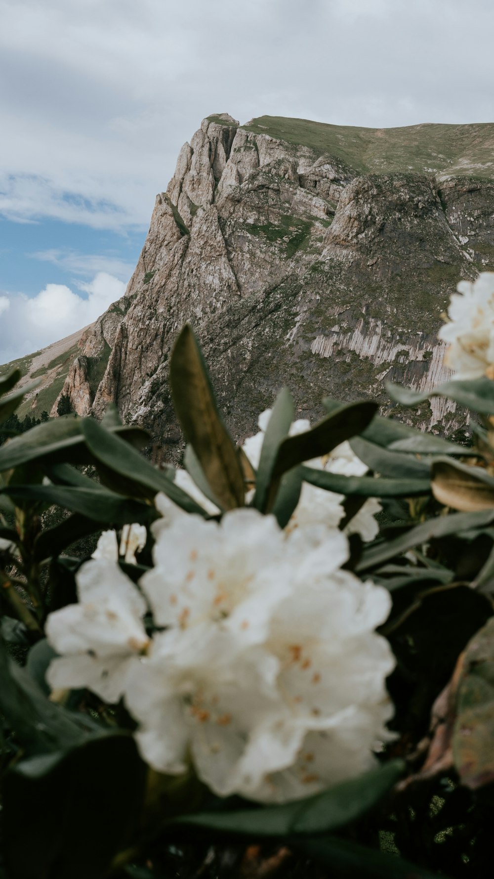 a white flower is in front of a mountain