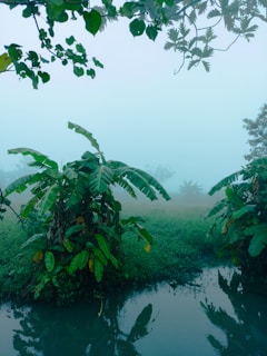 A serene landscape of The Gambia, reflecting the roots of West African culture.