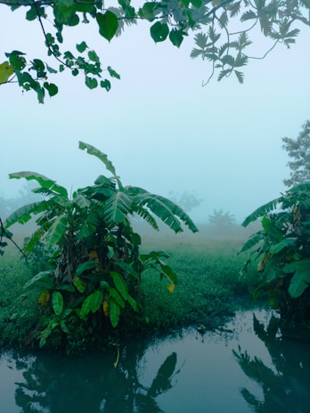 A serene landscape of The Gambia, reflecting the roots of West African culture.