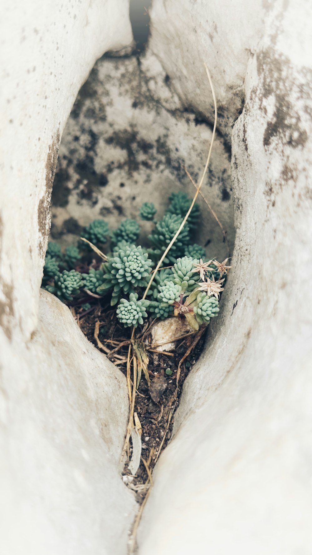 a small green plant growing out of a crack in a wall