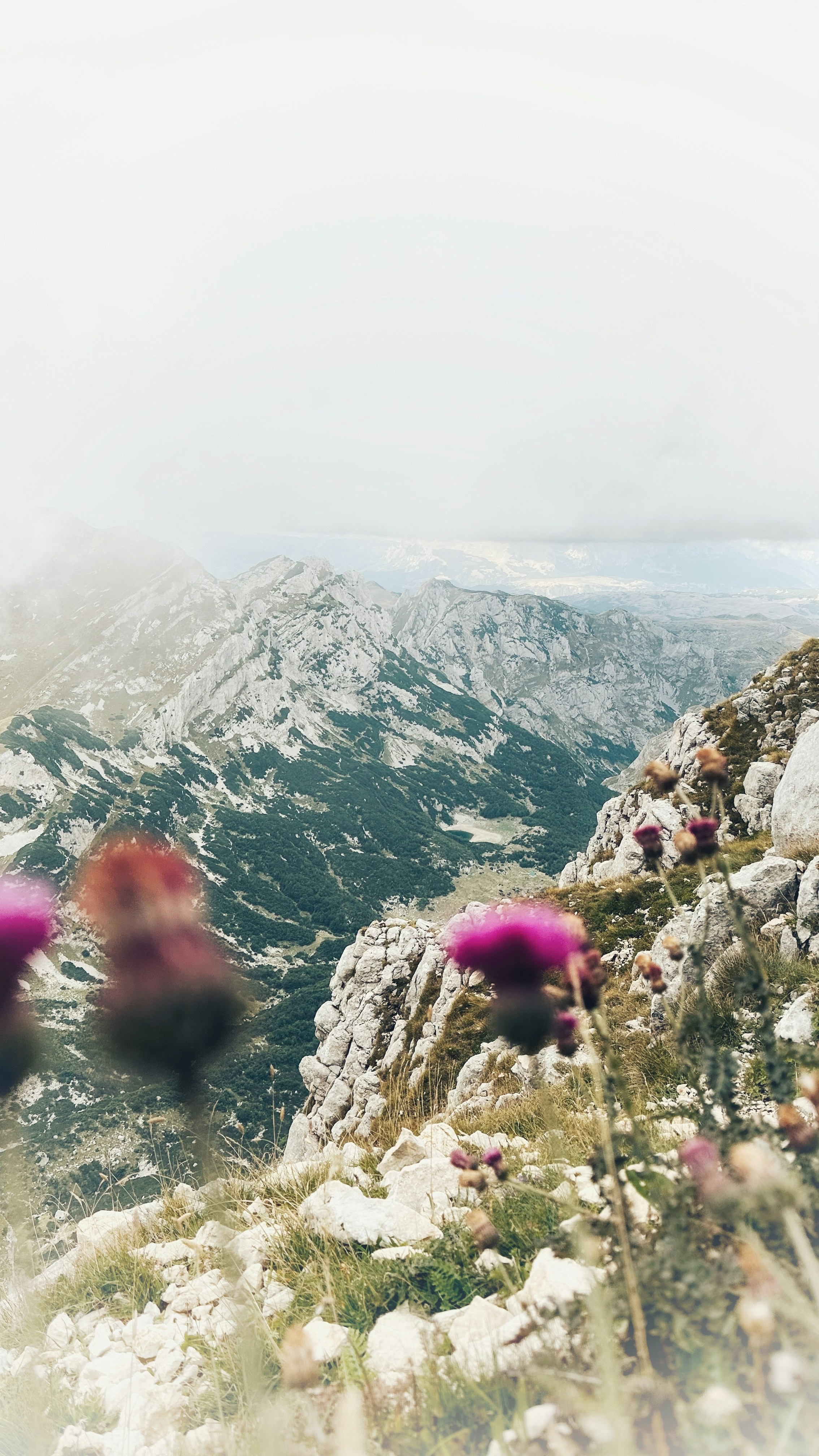 前景に花が咲く山脈の眺めの写真 – Unsplashの花の無料画像
