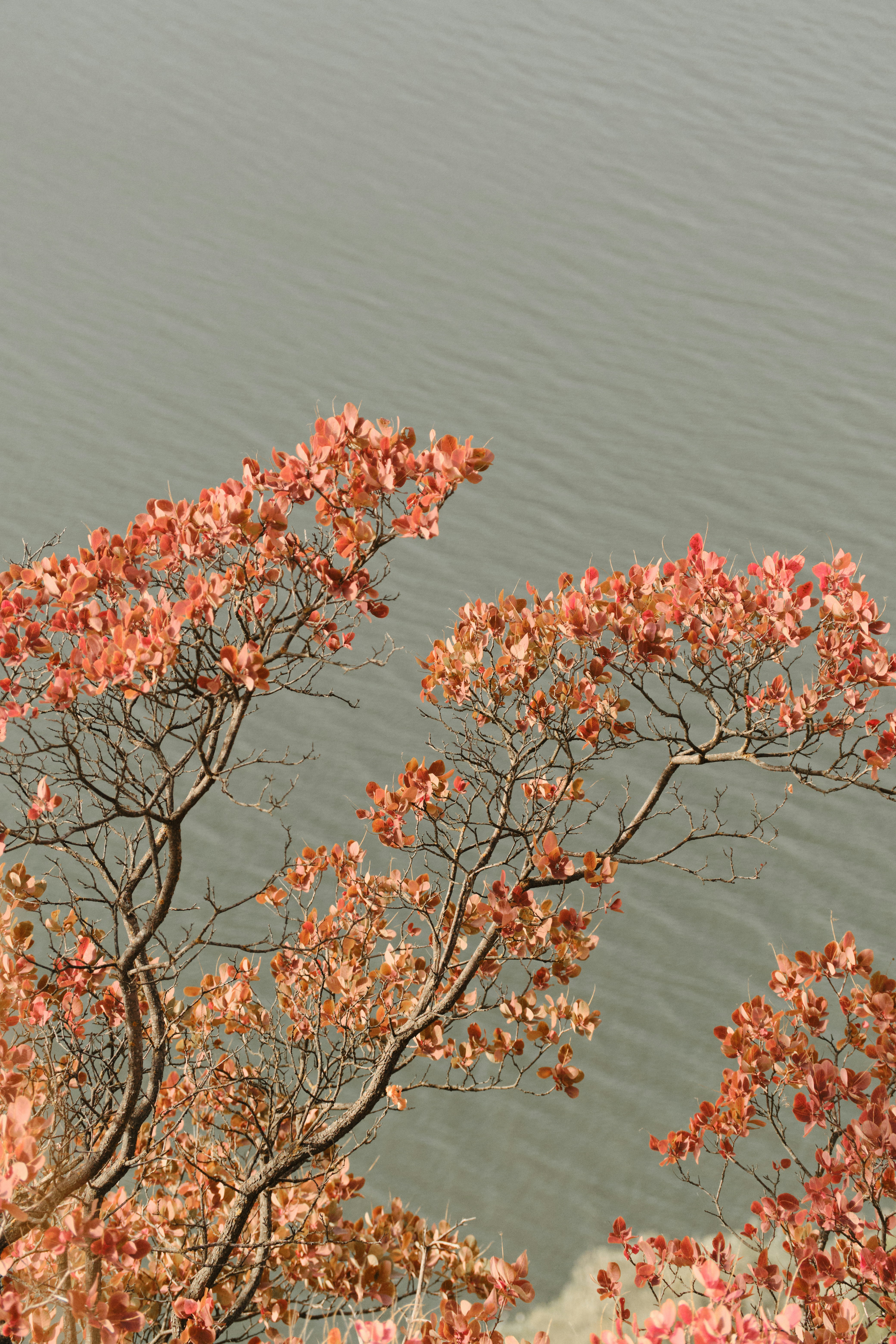 a view of a body of water with trees in the foreground