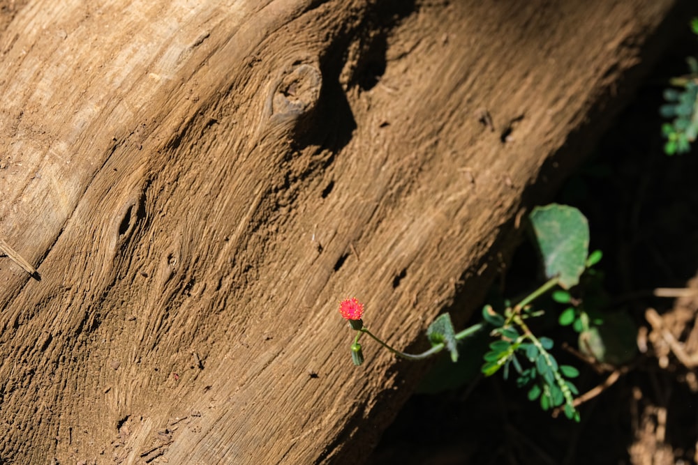 a red flower is growing on a piece of wood