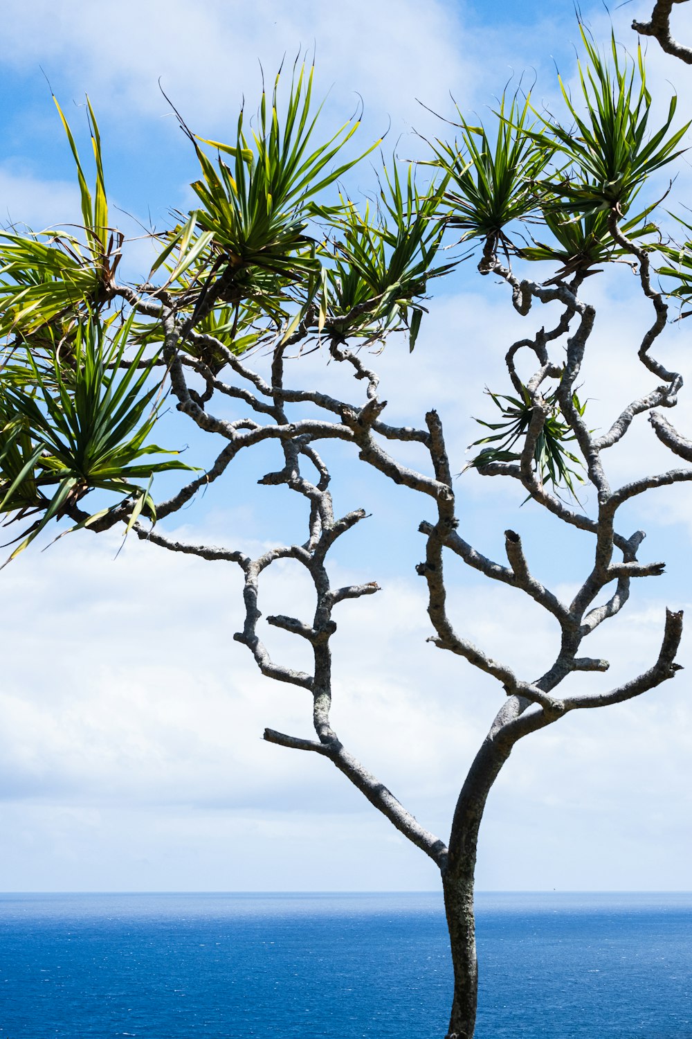 a tree that is next to the ocean