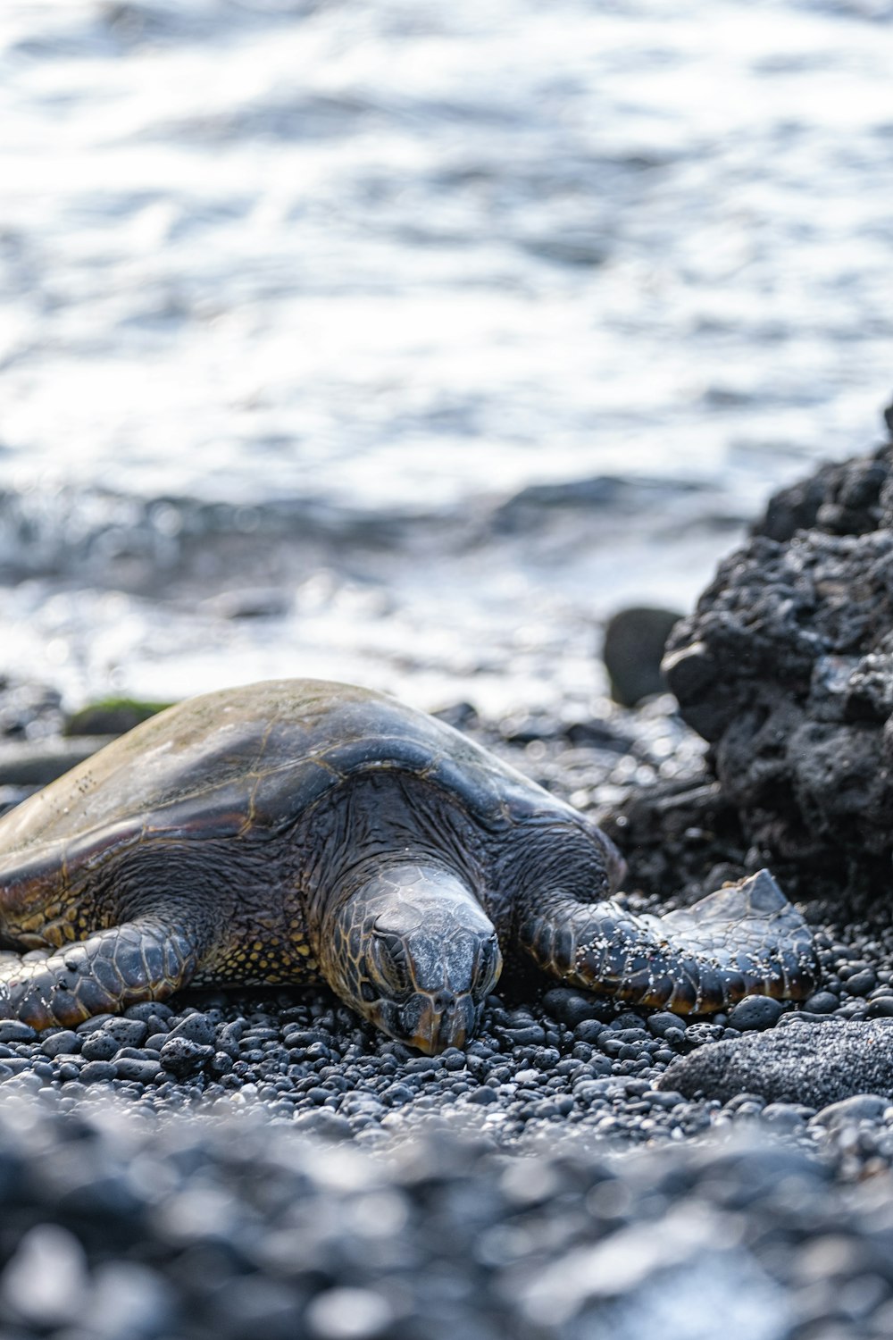 a large turtle laying on top of a rocky beach