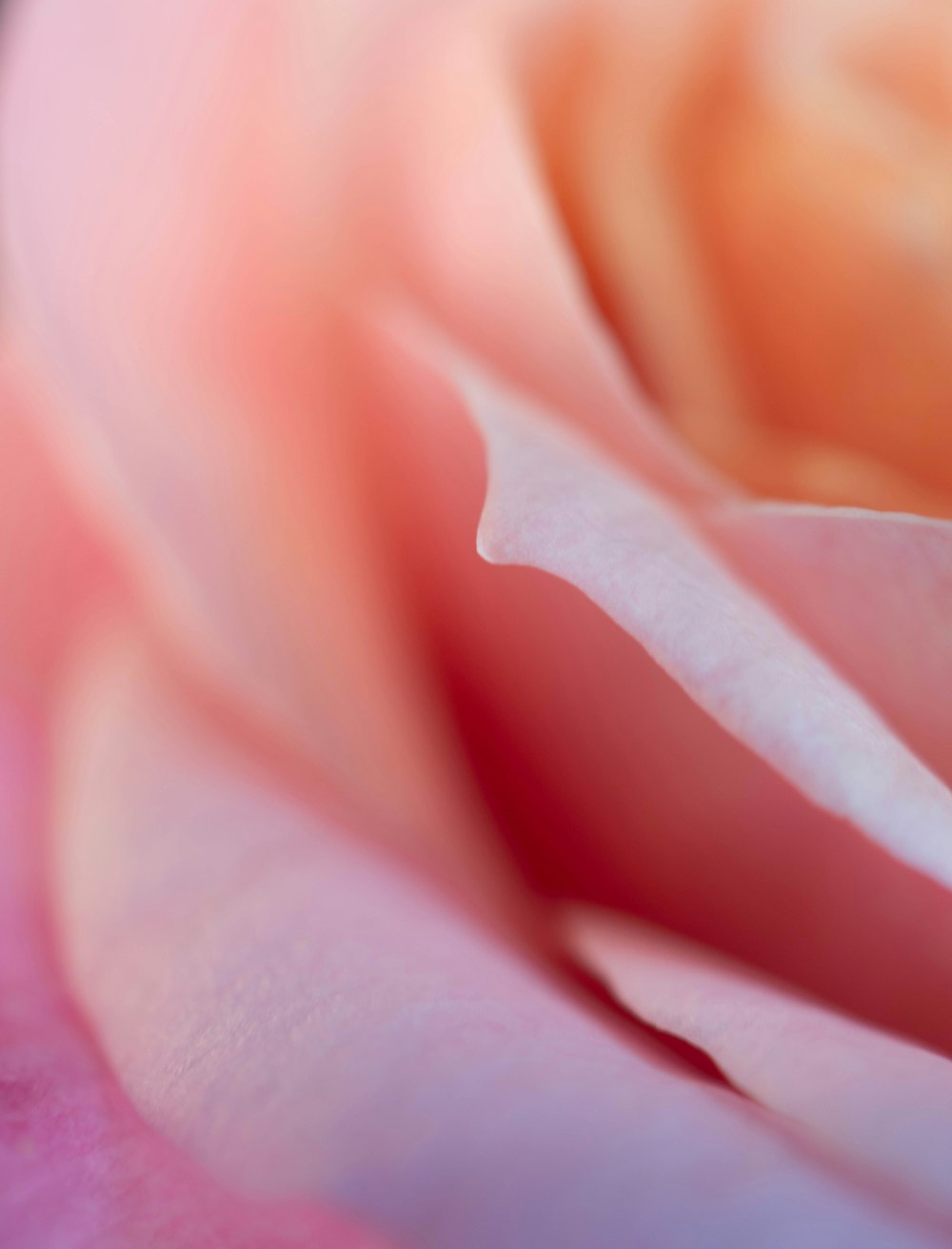 a close up view of a pink rose