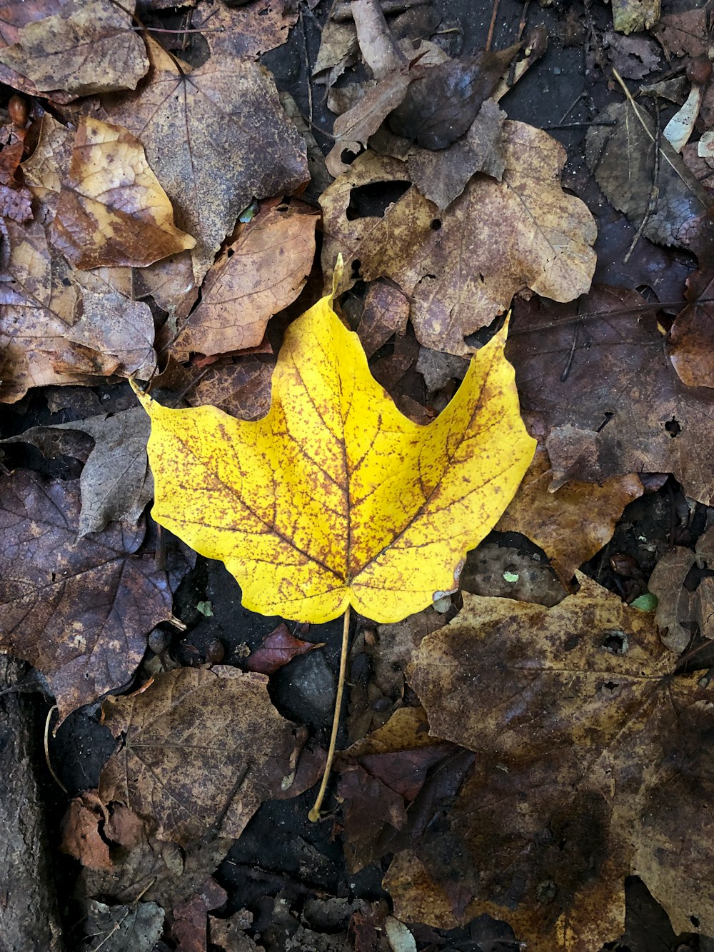 a yellow leaf is laying on the ground