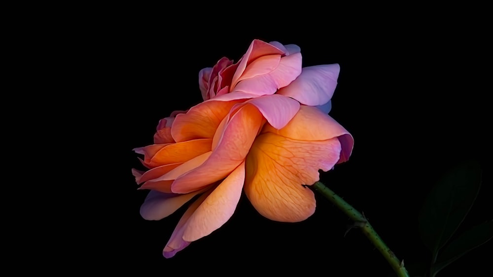 a pink and orange flower on a black background