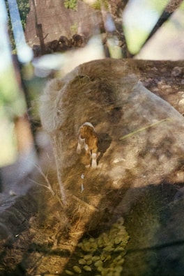 A double exposure photograph with a complex mix of textures and elements. In the foreground, a brown and white puppy is visible, appearing to be walking on a grassy or natural surface. Overlaid is a semi-transparent image of a stone path or wall, with blurred tree branches and soft light. The combination of these elements creates a dreamy, layered effect.