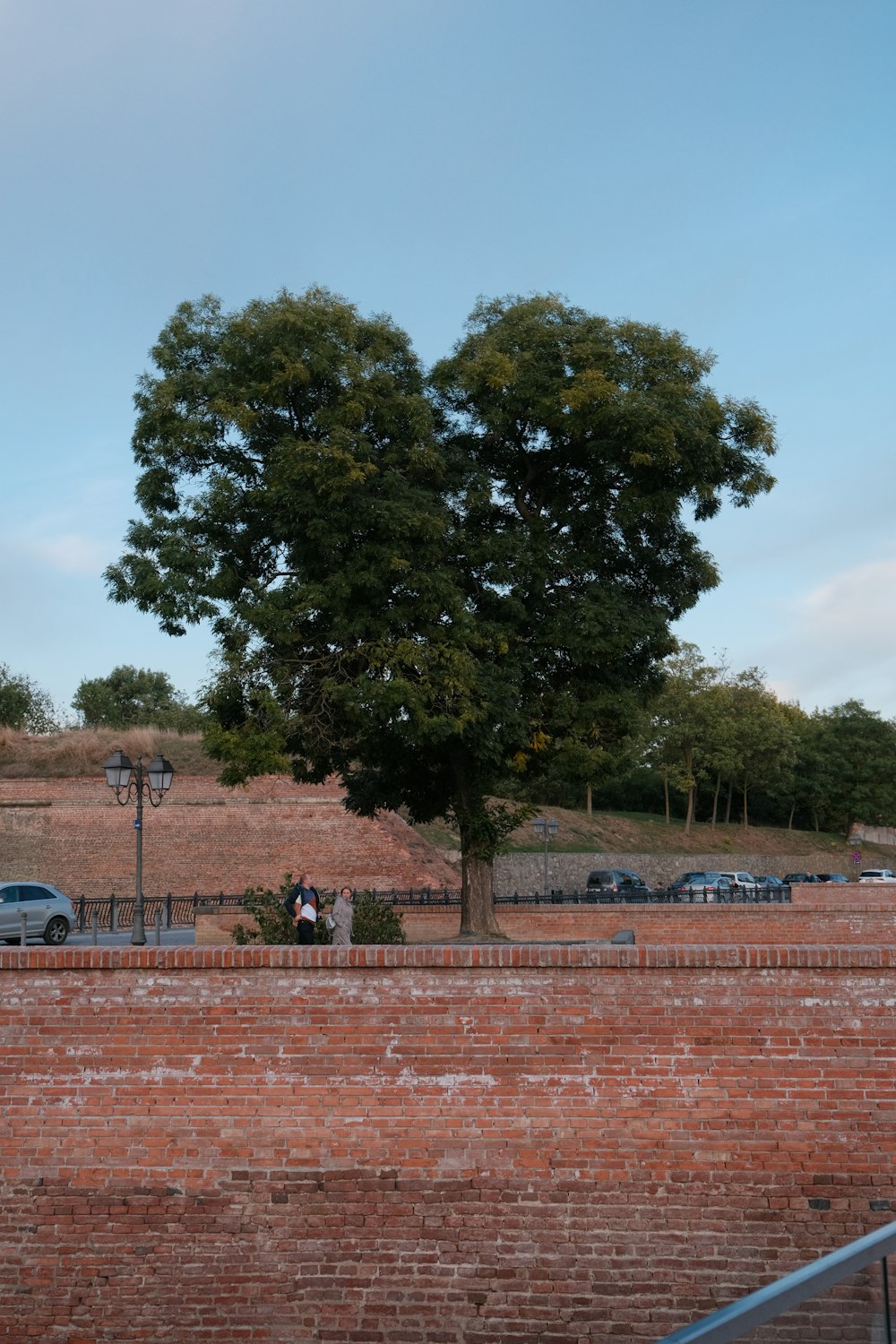a large tree in front of a brick wall
