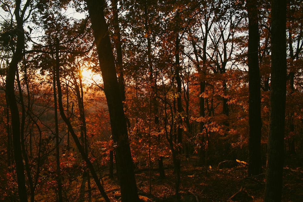 the sun is shining through the trees in the woods