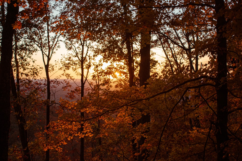 a forest filled with lots of trees covered in fall leaves