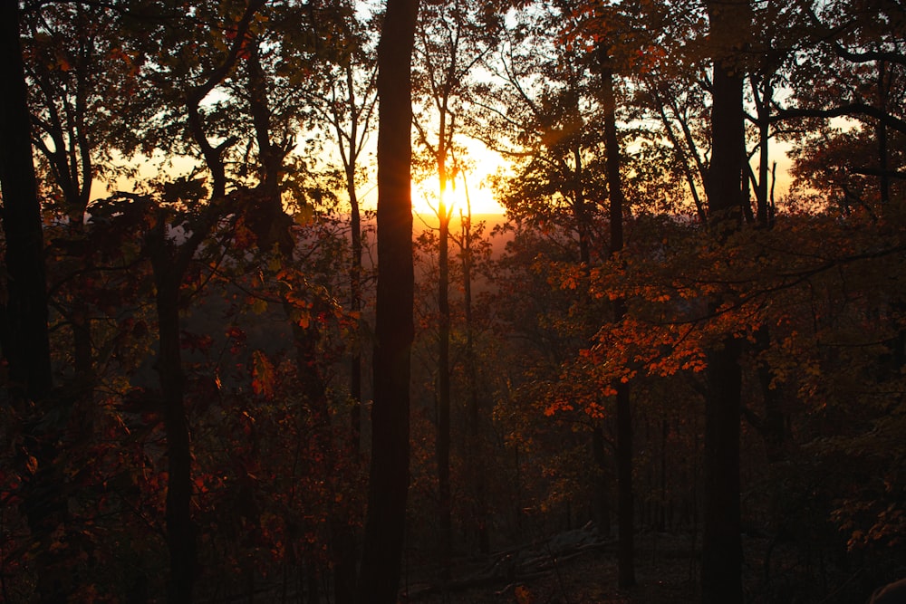 Il sole splende tra gli alberi della foresta