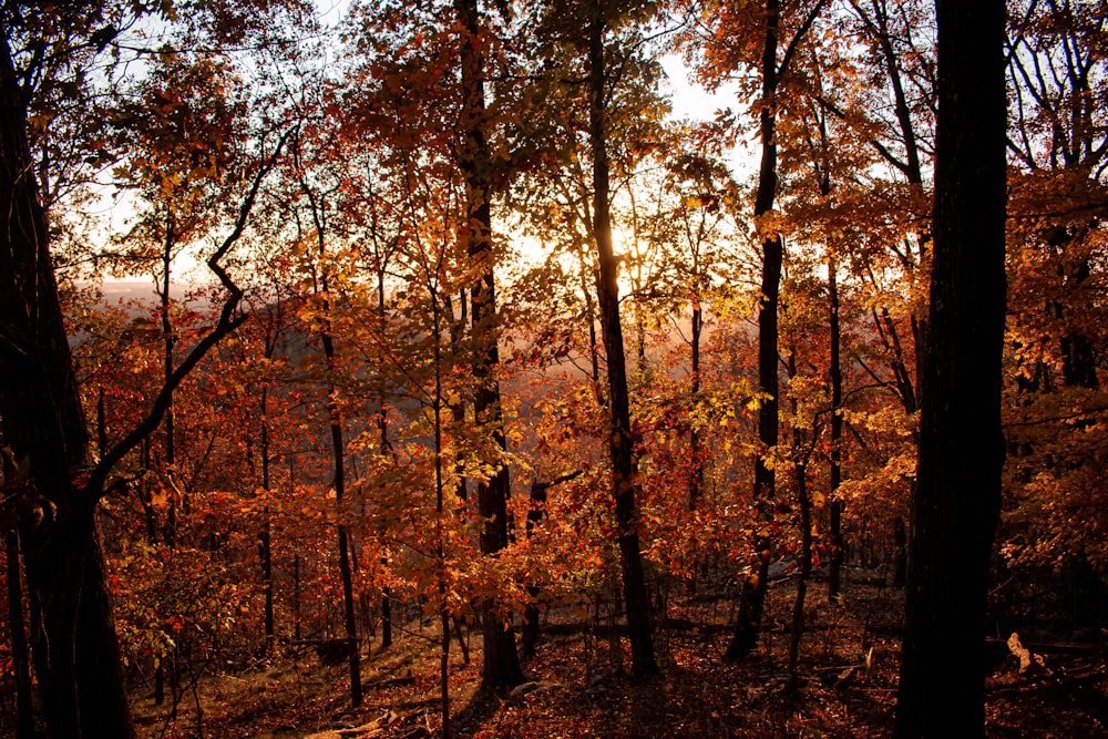 a forest filled with lots of trees covered in leaves