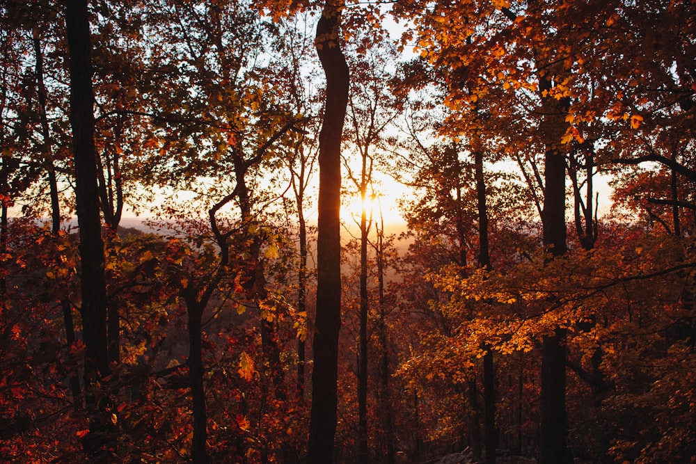 El sol brilla a través de los árboles en el bosque