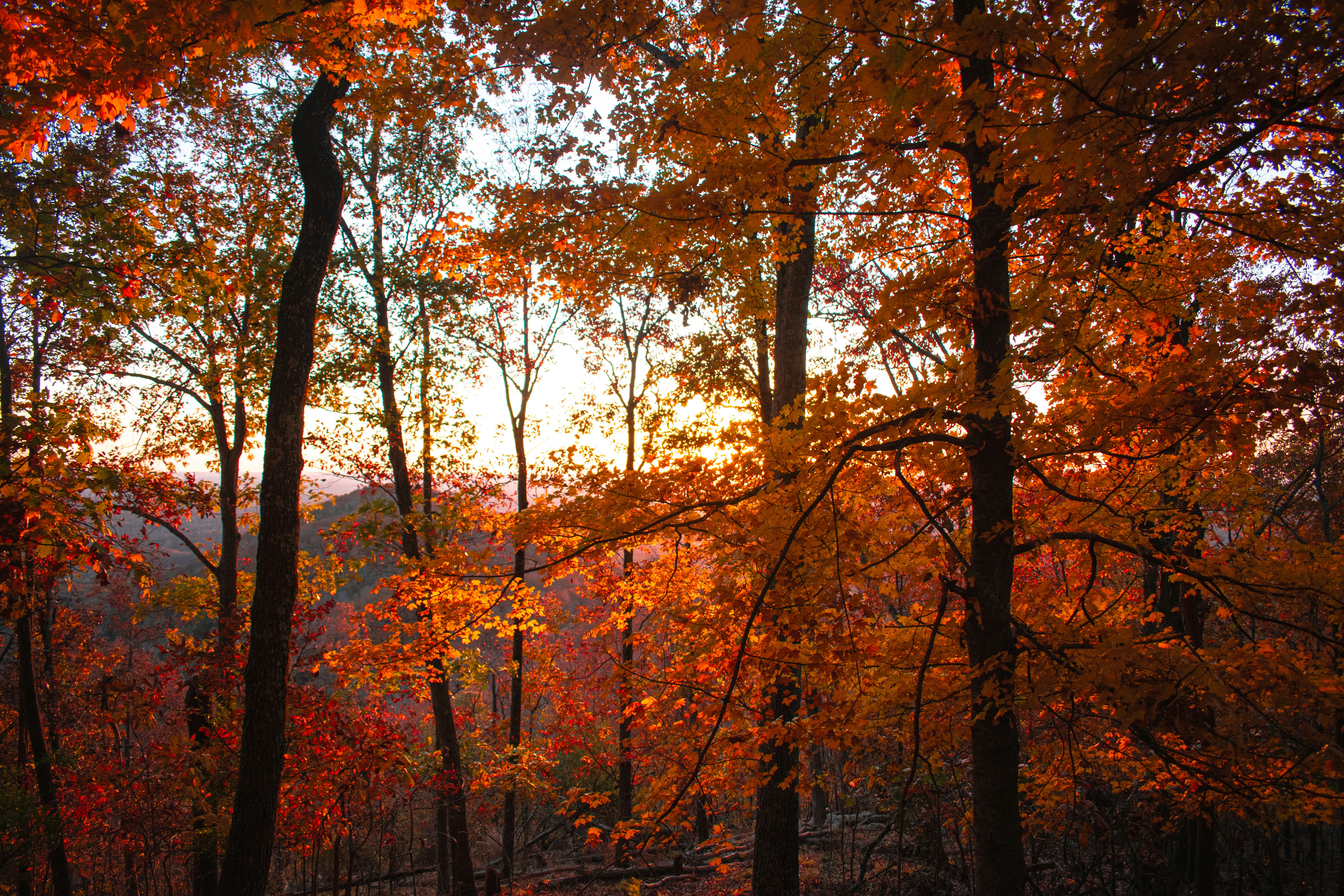 a forest filled with lots of trees covered in fall leaves