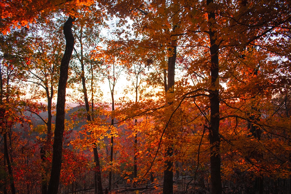 a forest filled with lots of trees covered in fall leaves