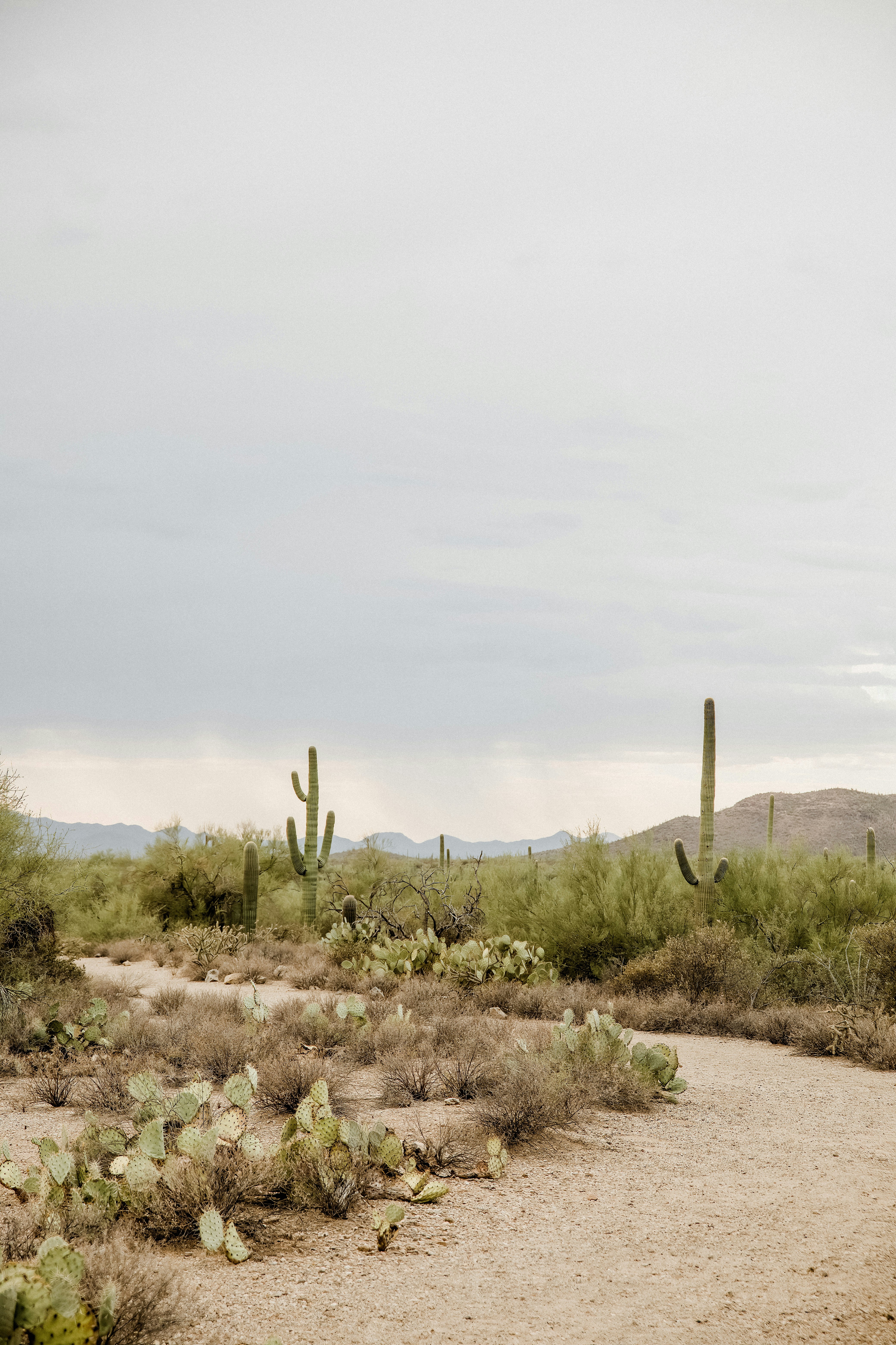 a dirt road in the middle of a desert