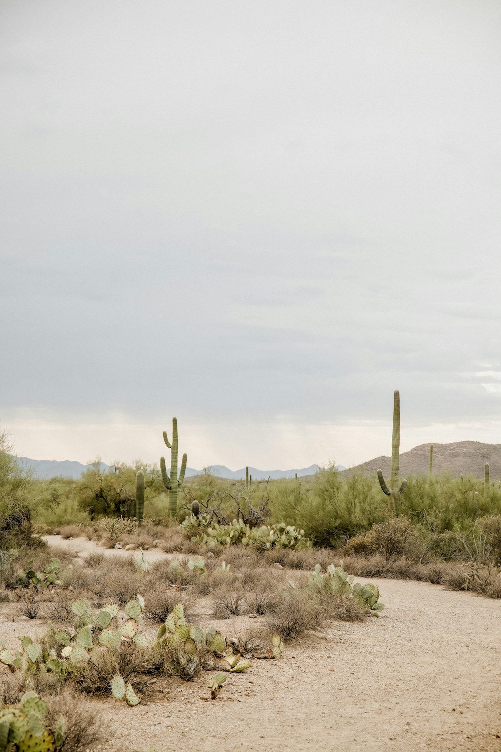 a dirt road in the middle of a desert