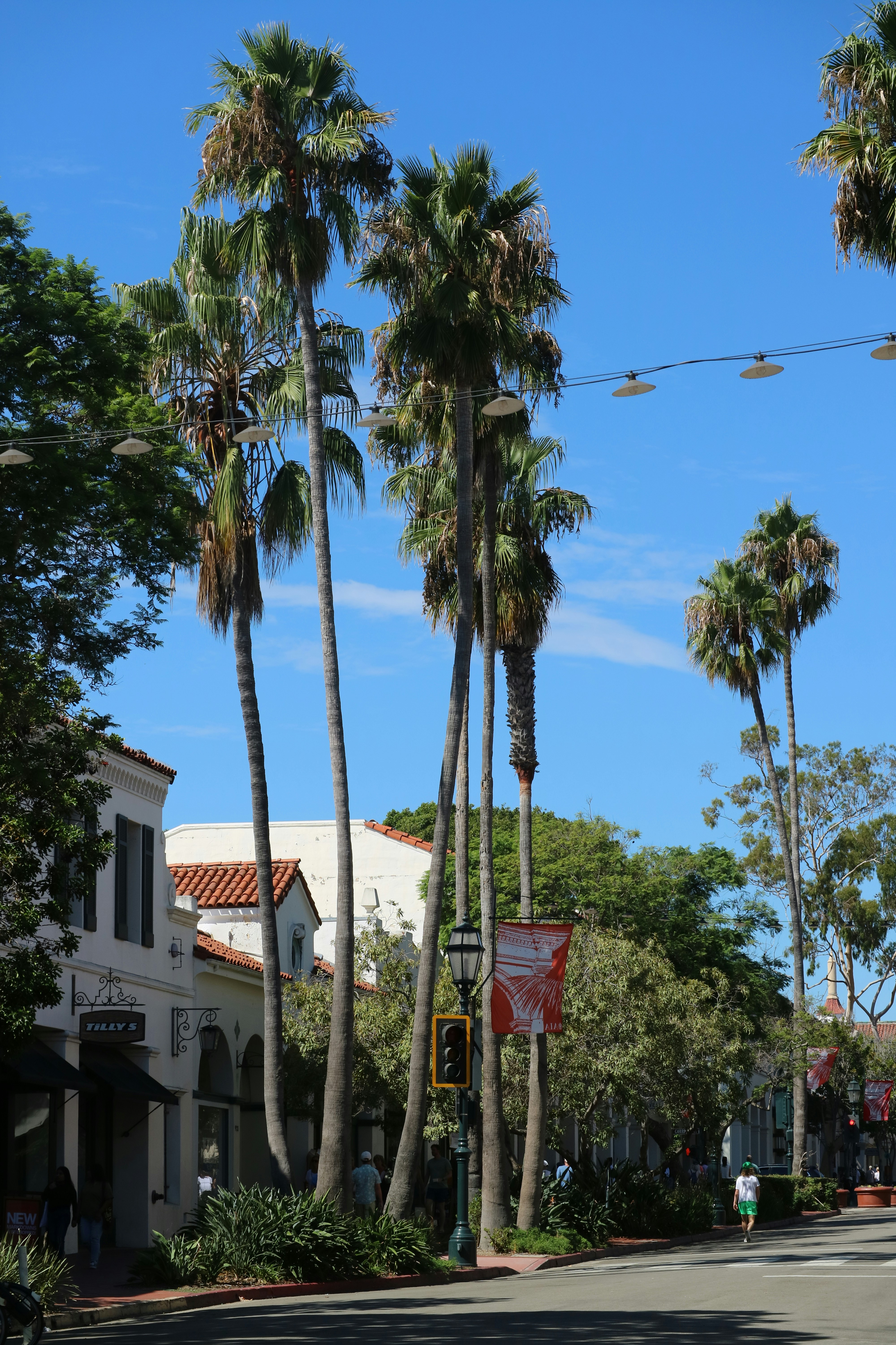 A street with palm trees and a basketball hoop photo Free Summer