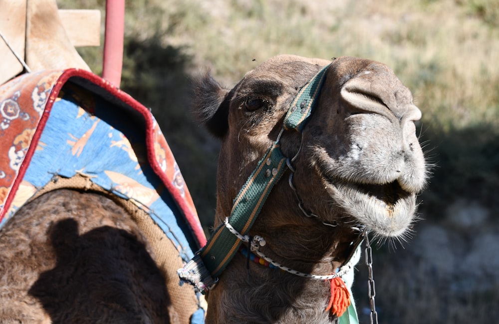 a close up of a camel with a saddle on its back