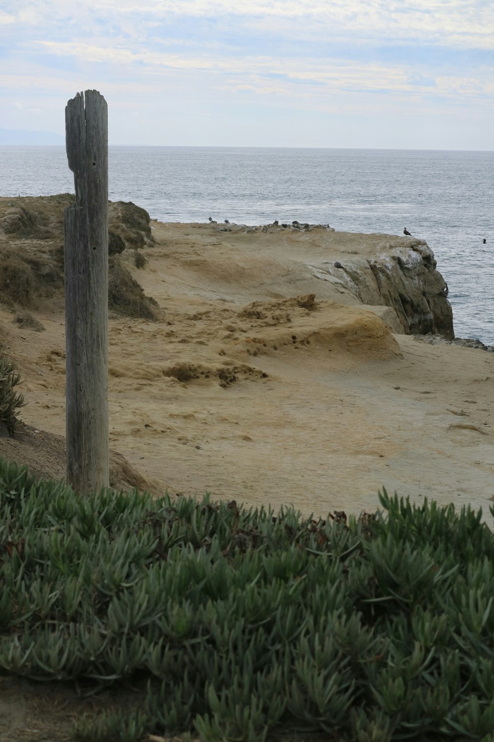 a bird perched on top of a wooden post near the ocean