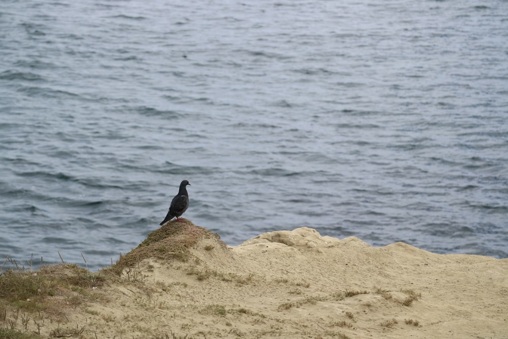 un pájaro negro sentado en la cima de una colina arenosa