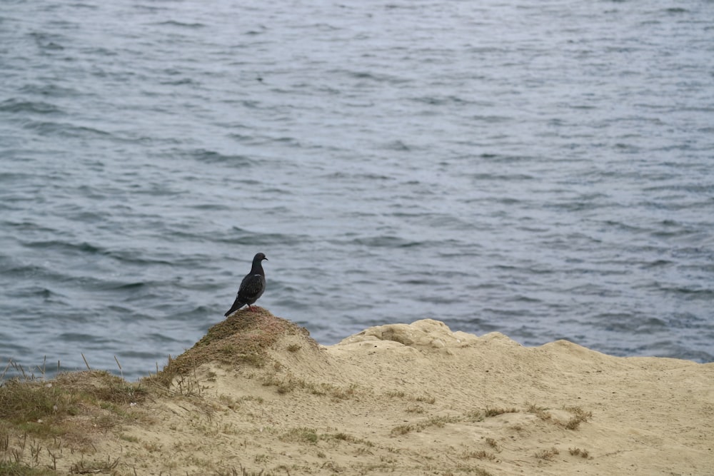 a black bird sitting on top of a sandy hill