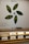 Promotional display featuring an Apple Watch with a design that includes green and yellow foliage motifs in a pattern resembling leaves. Below the watch is a shelf with more Apple Watches and accessories, set against a white wall that highlights a message about carbon neutrality.