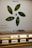 Promotional display featuring an Apple Watch with a design that includes green and yellow foliage motifs in a pattern resembling leaves. Below the watch is a shelf with more Apple Watches and accessories, set against a white wall that highlights a message about carbon neutrality.