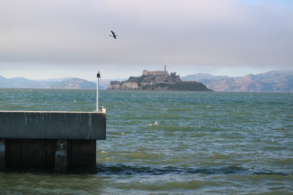 a bird flying over a body of water