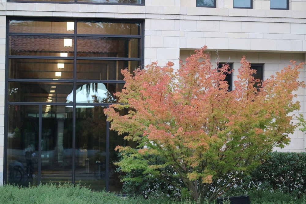 Un pequeño árbol frente a un edificio