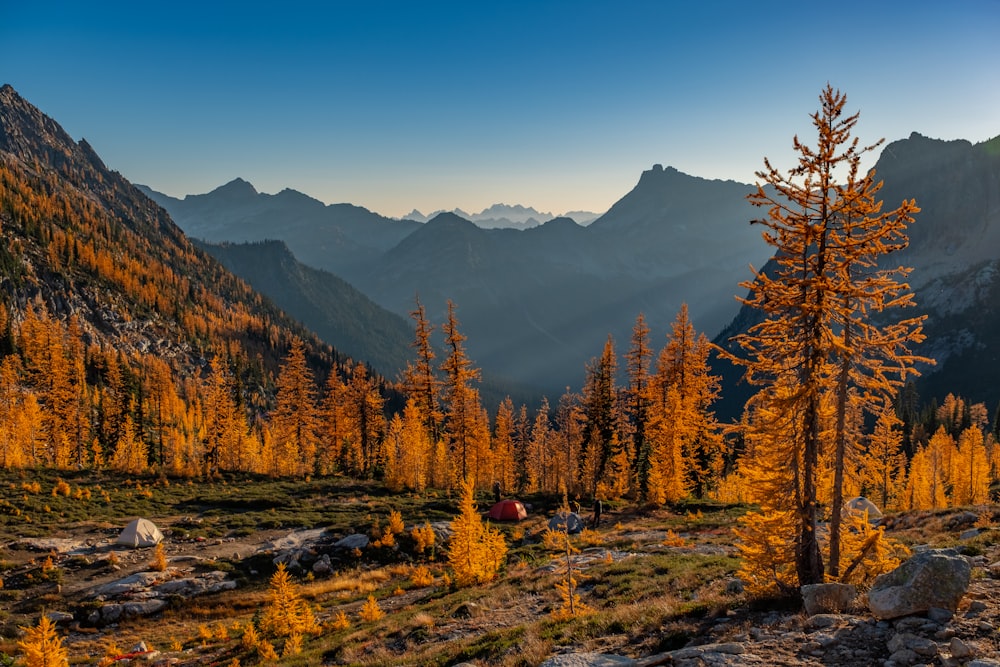 a group of trees that are standing in the grass