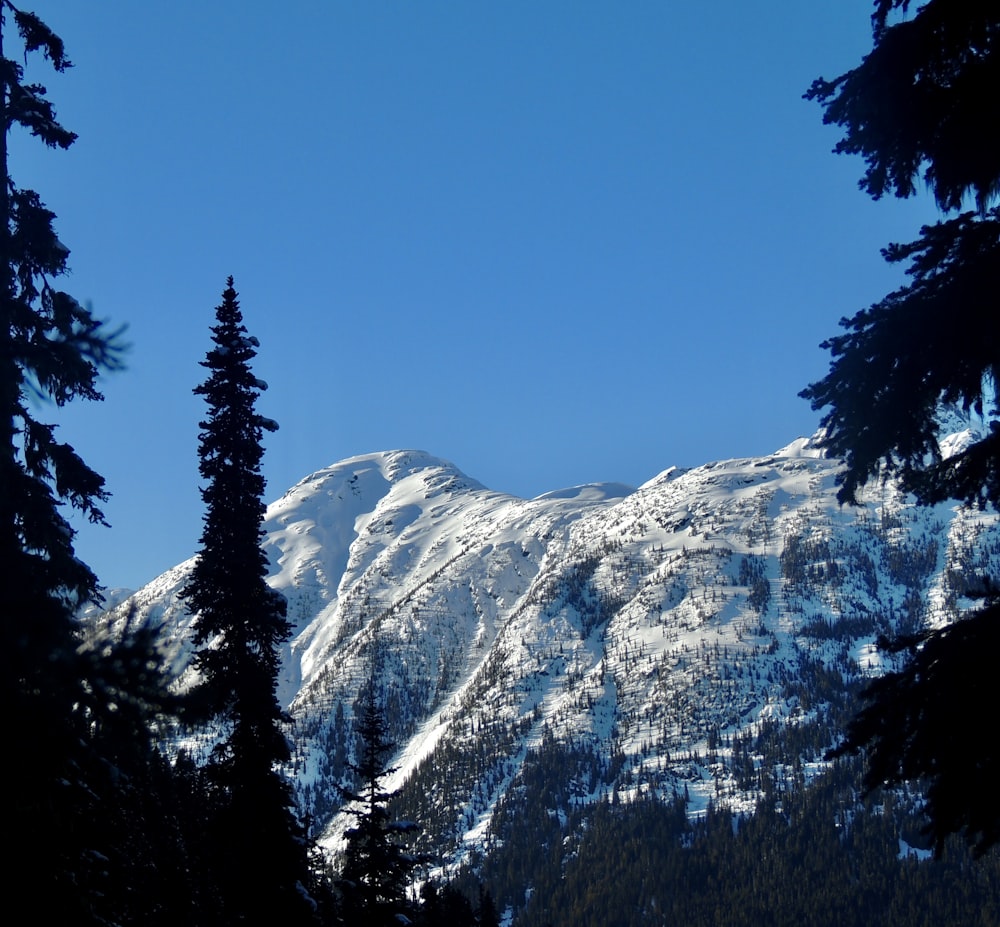 a snow covered mountain is seen through the trees