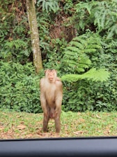 A monkey standing upright on grassy ground with dense foliage and trees in the background. The monkey is positioned near the edge of what appears to be a car door frame.