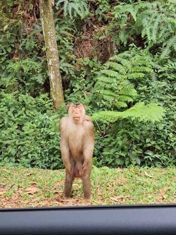 A monkey standing upright on grassy ground with dense foliage and trees in the background. The monkey is positioned near the edge of what appears to be a car door frame.